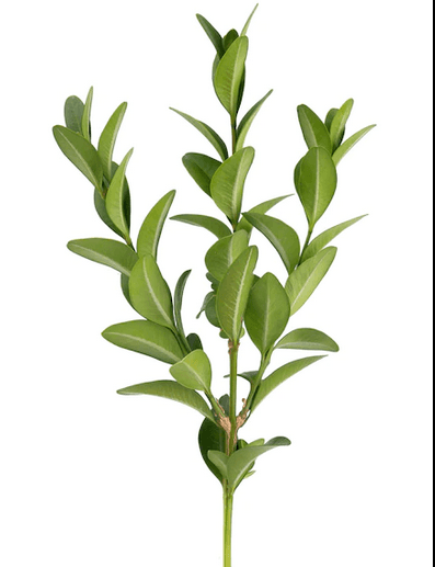 Зелень: Самшит Зелень: Самшит