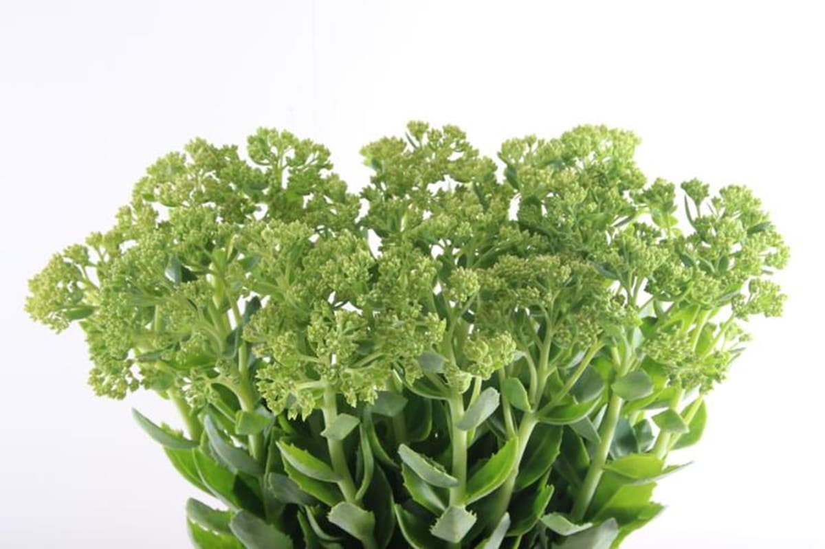 Зелень: Седум