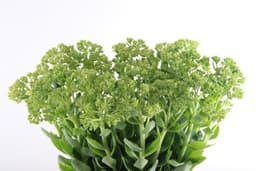 Зелень: Седум