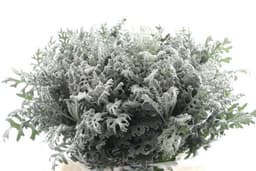 Зелень: Сенецио