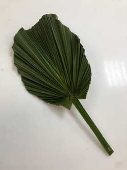 Зелень: Вашингтония большая