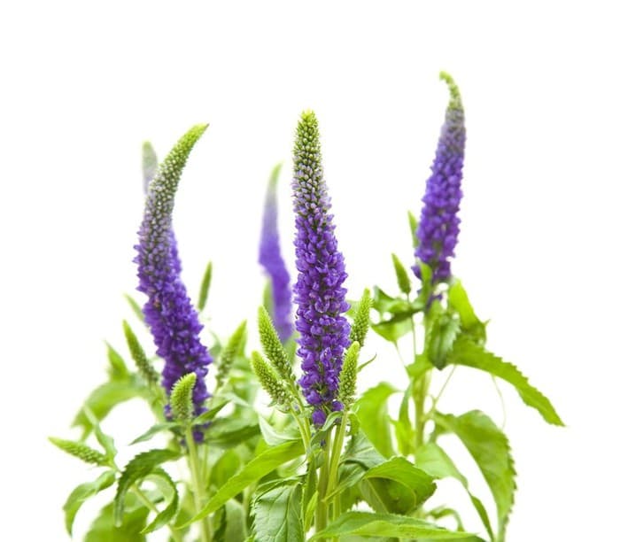 Зелень: Вероника